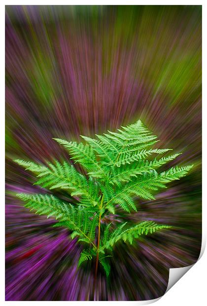 Fern and Heather Print by Alice Gosling