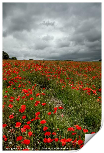 Poppies before the Storm Print by Alice Gosling