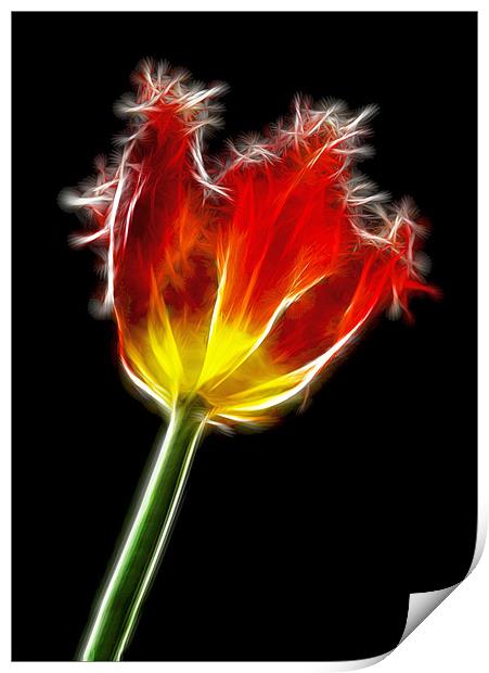 Parrot Tulip Print by Alice Gosling