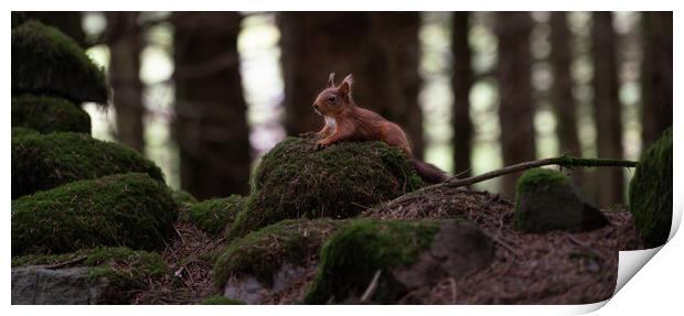 Red Squirrel taking a rest  Print by Jamie Scott