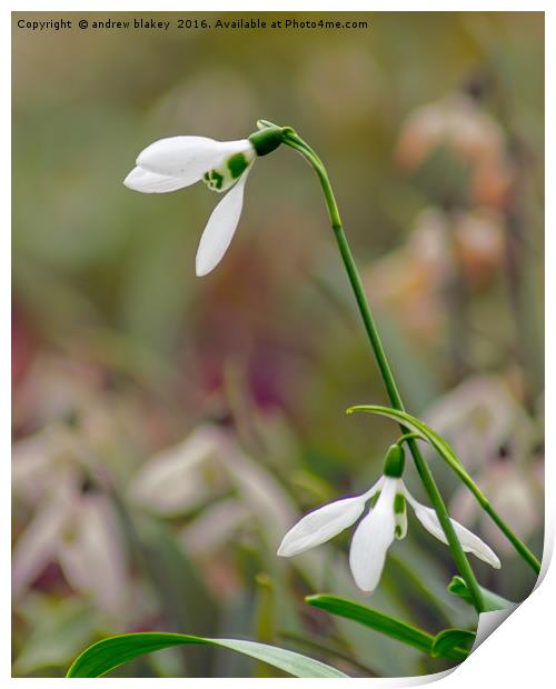 Snowdrops Print by andrew blakey