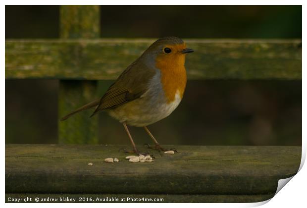 Robin on a Bench Print by andrew blakey
