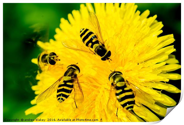 Hover Flies on a flower Print by andrew blakey