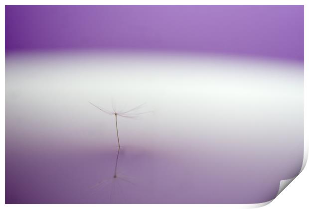 Delicate Purple Dandelion Reflection Print by andrew blakey