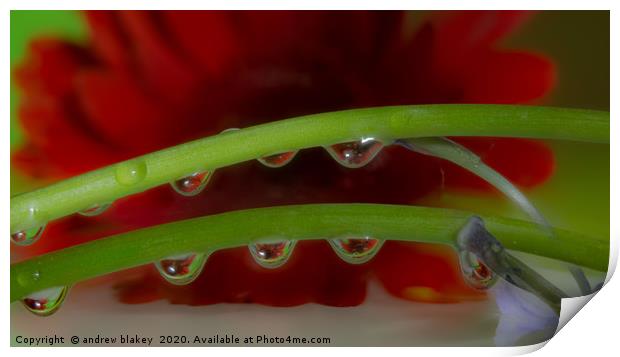 A Red Gerbera Flower Refracted Through Water Dropl Print by andrew blakey
