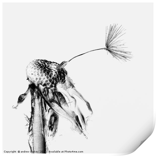 The Final Goodbye of a Dandelion Print by andrew blakey