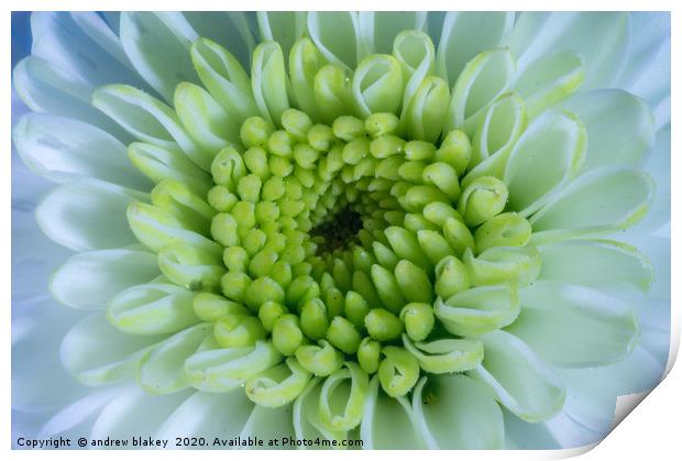 Santini Chrysanthemum: A Radiant Sphere Print by andrew blakey