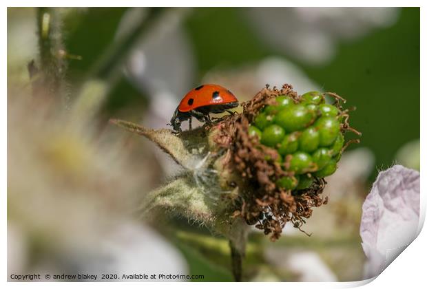 Vibrant Ladybird on a Blossoming Plant Print by andrew blakey
