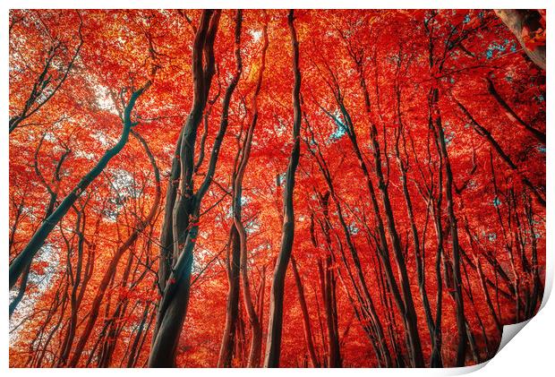 Red Forest of Sunlight Print by John Williams