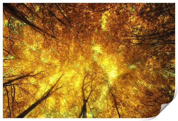 Golden Trees of Endless Dreams Print by John Williams