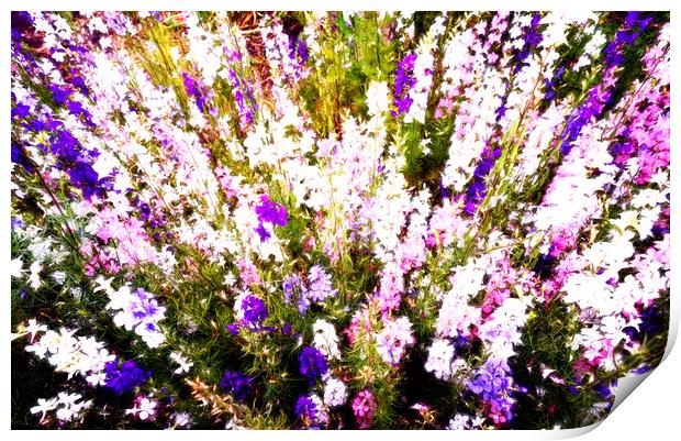 Wild Larkspur Flowers Print by John Williams