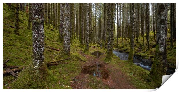 The Forest Trail Print by Eirik Sørstrømmen