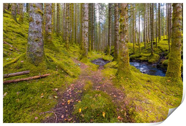 A Trail In The Forest Print by Eirik Sørstrømmen