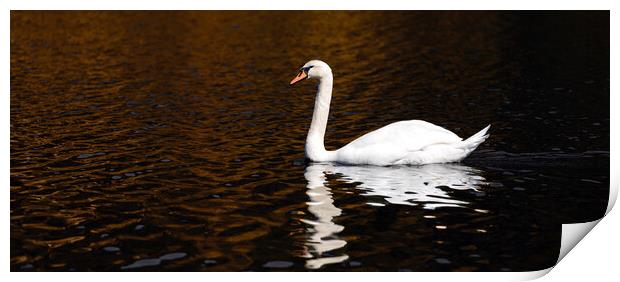 A Swan in The Lake Print by Eirik Sørstrømmen
