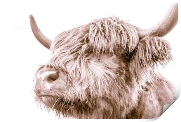 Hairy Coo Collection 3 of 7 Print by Willie Cowie