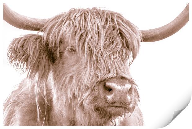 Hairy Coo Collection 4 of 7 Print by Willie Cowie