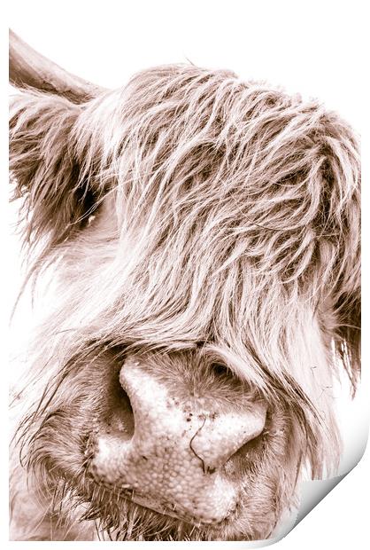 Hairy Coo Collection 6 of 7 Print by Willie Cowie