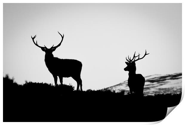 Red Deer Stags Print by Willie Cowie