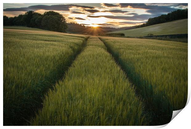 Barley Sunset Print by Willie Cowie