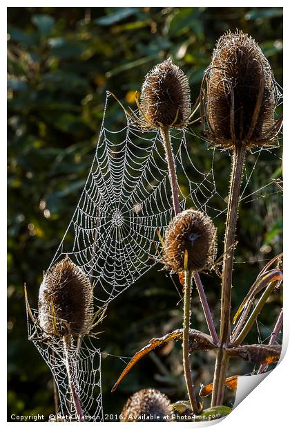 Spiders, Web Thistles and Morning Dew Print by Pete Watson