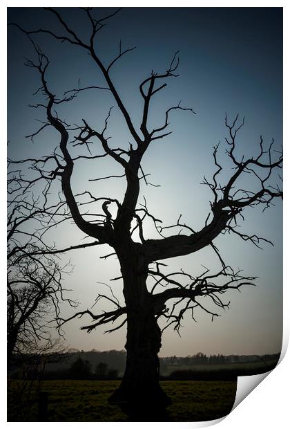 Lonely Dead Tree Print by Darren Willmin