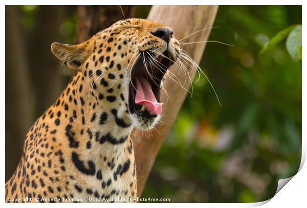 Panthera pardus #3 Print by Annette Johnson