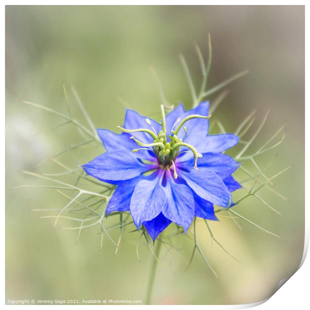 Enchanting Blue Nigella Print by Jeremy Sage