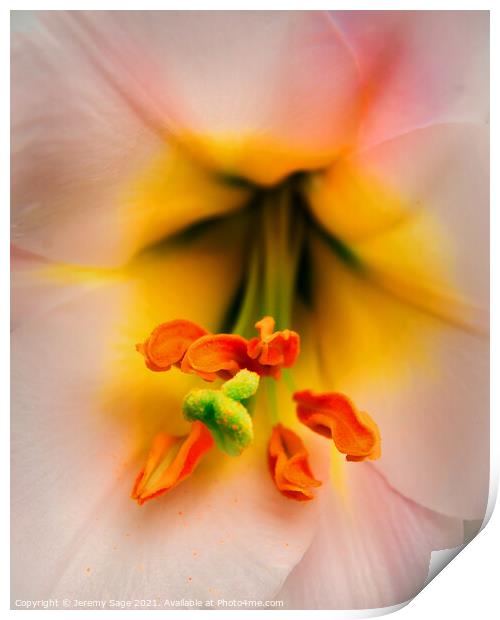 Radiant Bloom Print by Jeremy Sage