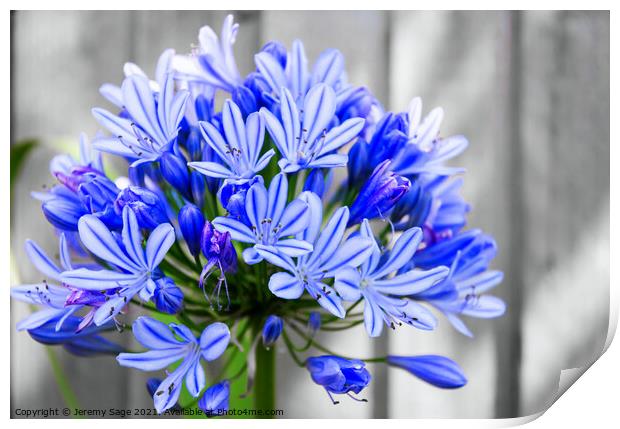 Majestic Blue African Lily Print by Jeremy Sage