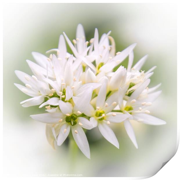Fragrant Wild Garlic Bloom Print by Jeremy Sage