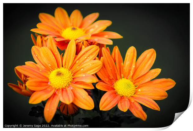 Vibrant Orange Chrysanthemums Print by Jeremy Sage