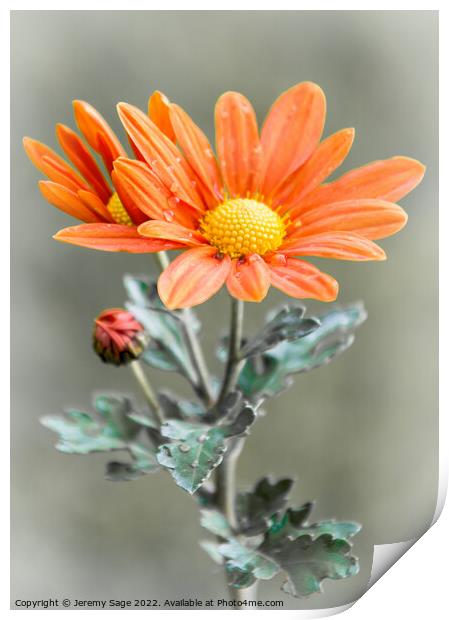 Chrysanthemum flower Print by Jeremy Sage