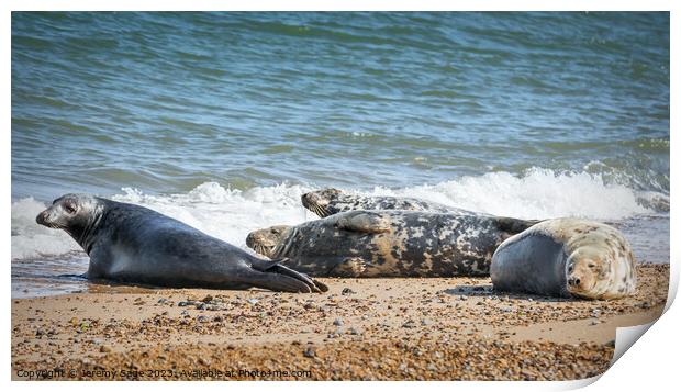 Basking Seals on Sun-Baked Shore Print by Jeremy Sage