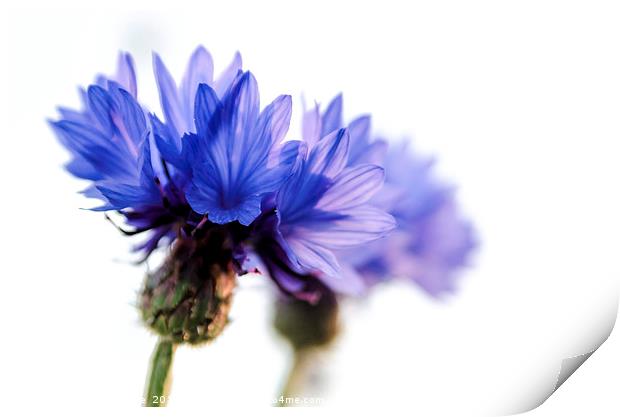 Majestic Blue Cornflowers Print by Jeremy Sage