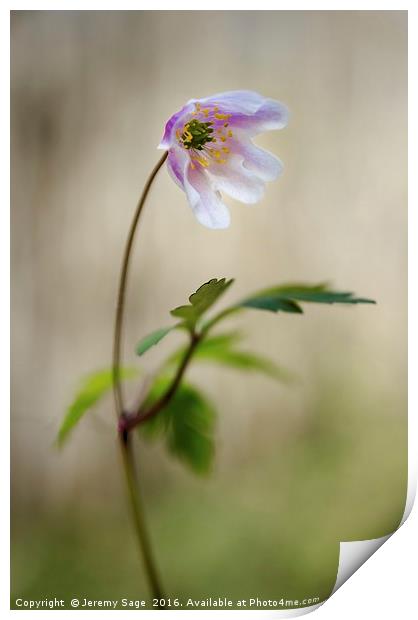 The Enchanting Woodland Anemone Print by Jeremy Sage