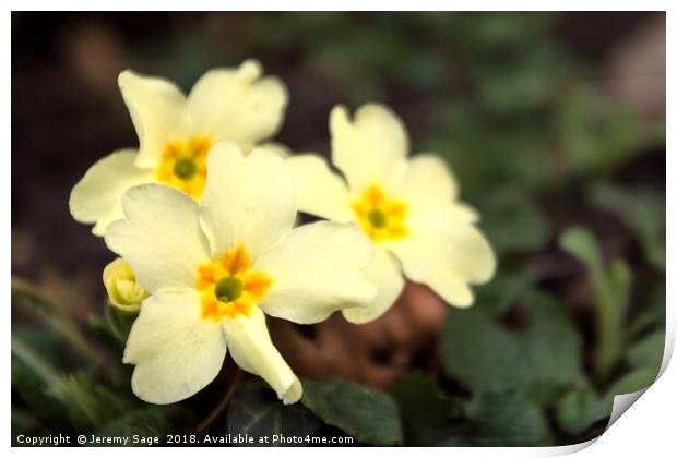 Radiant Springtime Primrose Print by Jeremy Sage
