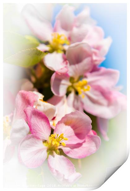 Enchanting Apple Blossom Print by Jeremy Sage