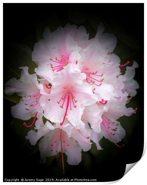 Enchanting Rhododendron Blossoms Print by Jeremy Sage