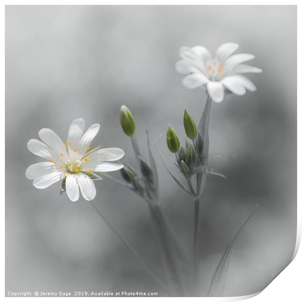 Beauty in Selective Stellaria Print by Jeremy Sage