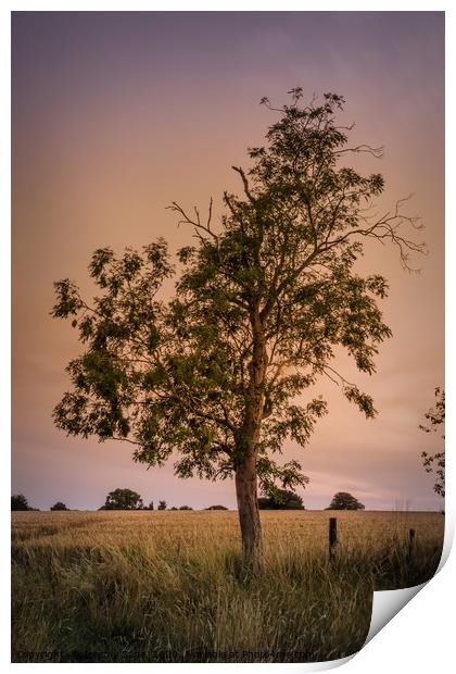 The Majestic Evening Tree Print by Jeremy Sage
