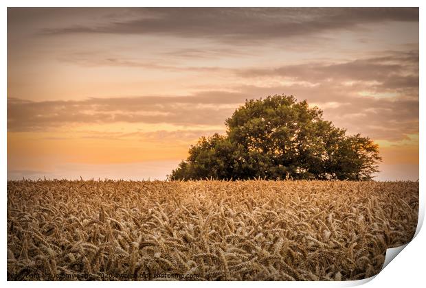 The wheat field Print by Jeremy Sage