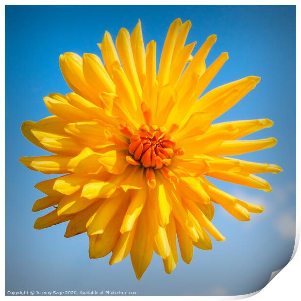 Chrysanthemum Orange Print by Jeremy Sage