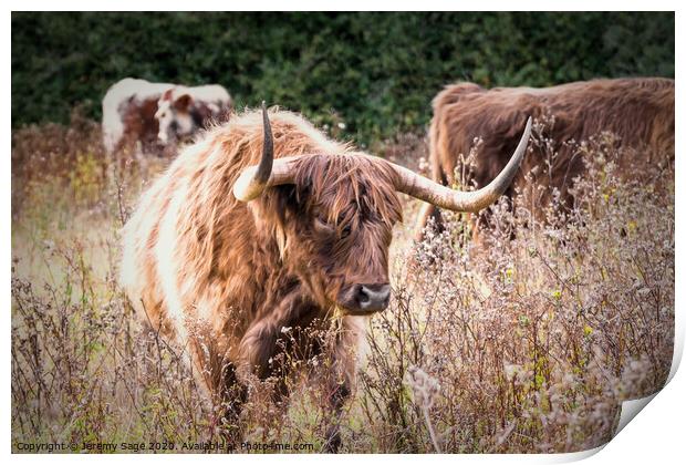 Majestic Highland Cattle Print by Jeremy Sage