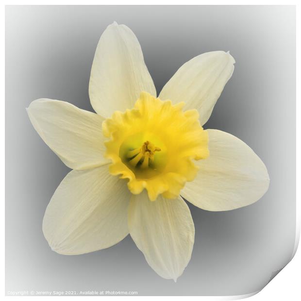 Daffodil Yellow Print by Jeremy Sage