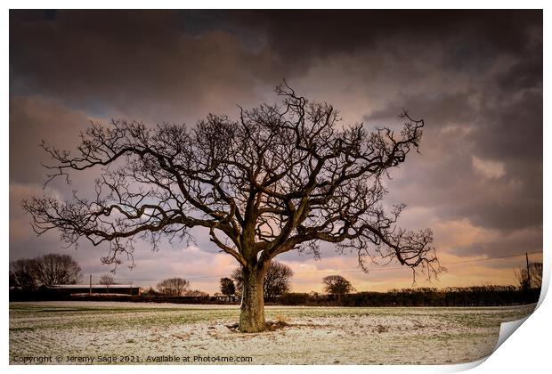 Majestic Winter Oak Tree in Rural Kent Print by Jeremy Sage
