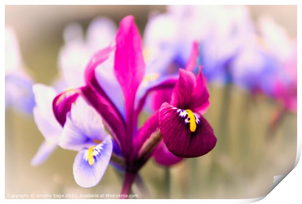 Vibrant Miniature Iris Blooms Print by Jeremy Sage