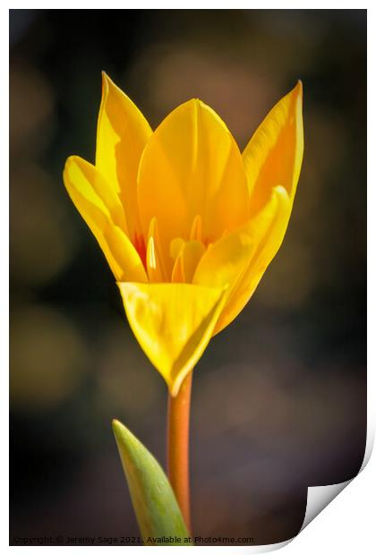 Yellow flower Print by Jeremy Sage