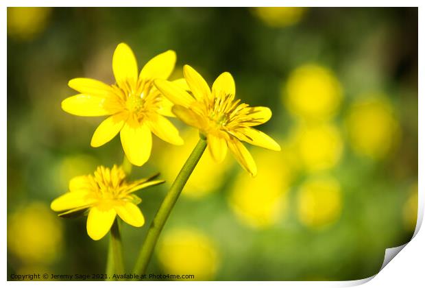 Lesser Celandine Print by Jeremy Sage