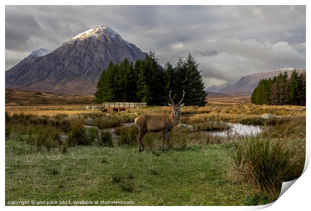 Deer at Glencoe Print by phil pace