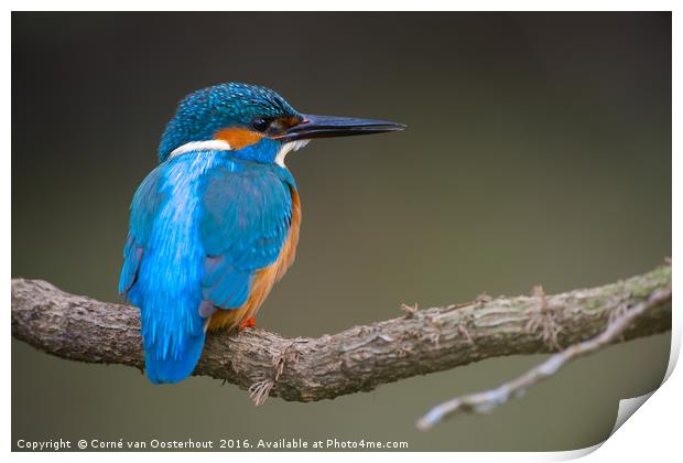 Common Kingfisher Print by Corné van Oosterhout